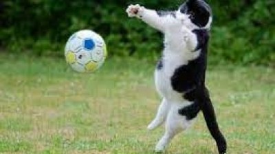 Goalkeeper Cat
