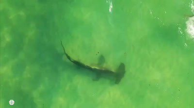 Tiburones en las playas de Miami