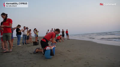 Sueltan 300 tortugas en libertad en una playa de Chipre