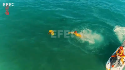 Salvan a una tortuga marina gracias a un dron