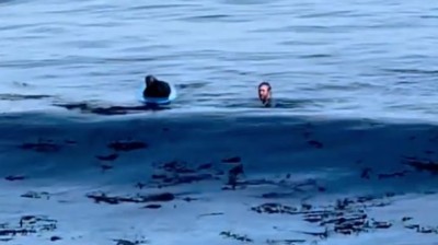 An otter steals a surfer's surfboard and attacks him