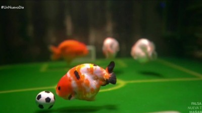 Peces jugando al fútbol