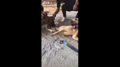 Si me tocas te saco los huevos