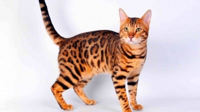 Bengal Cat - Characteristics, behavior and curiosities - Cat breeds