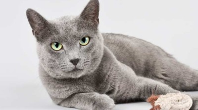 Russian Blue Cat - Characteristics, behavior and curiosities - Cat breeds