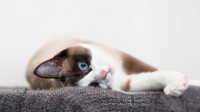 Snowshoe Cat - Characteristics, behavior and curiosities - Cat breeds