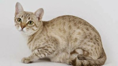 Australian Mist Cat - Characteristics, behavior and curiosities - Cat breeds