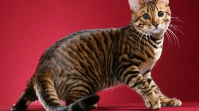 Toyger Cat - Characteristics, behavior and curiosities - Cat breeds