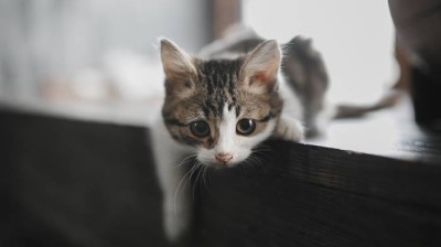 European Shorthair Cat - Characteristics, behavior and curiosities - Cat breeds