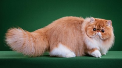 Napoleon Cat - Characteristics, behavior and curiosities - Cat breeds