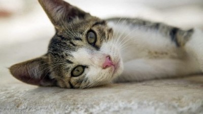 Aegean Cat - Characteristics, behavior and curiosities - Cat breeds