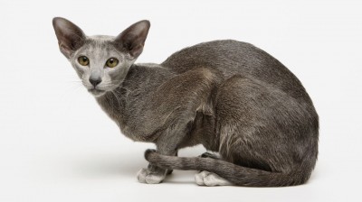 Oriental Bicolor Cat - Characteristics, behavior and curiosities - Cat breeds