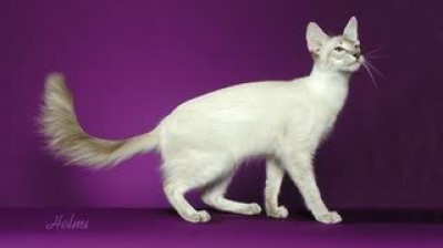 Javanese Cat - Characteristics, behavior and curiosities - Cat breeds