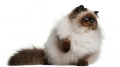 Himalayan Cat - Characteristics, behavior and curiosities - Cat breeds