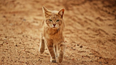 Arabian Mau Cat - Characteristics, behavior and curiosities - Cat breeds