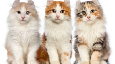American Curl Cat - Characteristics, behavior and curiosities - Cat breeds