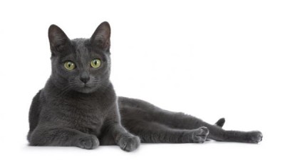 Korat Cat - Characteristics, behavior and curiosities - Cat breeds
