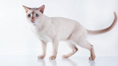 Tonkinese Cat - Characteristics, behavior and curiosities - Cat breeds