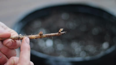 How to grow hops in containers at home for beer brewing