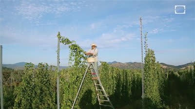 Cómo los lúpulos frescos harán que tu cerveza sea increíble