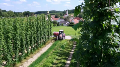 Cultivo de lúpulo en Hallertau (Alemania)