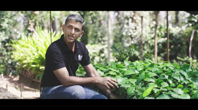 Cómo cultivar plantas de café