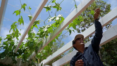 Cómo cultivar Luffa