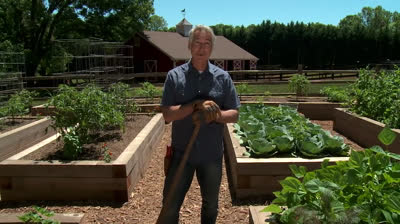 Descubre los beneficios de tener un huerto en bancales elevados