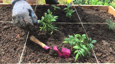 Cómo iniciar un huerto de un metro cuadrado (una guía paso a paso completa)