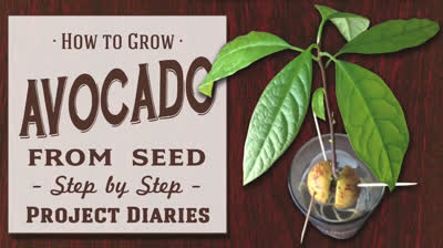 How to grow avocado from seed