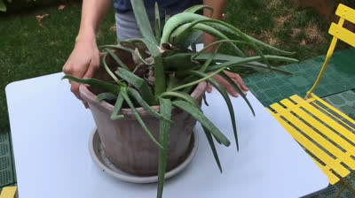 Cuidados necesarios para tener tu planta de aloe vera siempre bonita