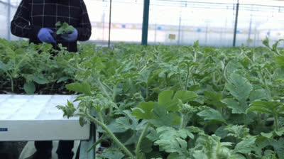 Cómo hacer injerto de sandía en calabaza