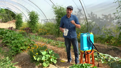 Remedio casero hecho con leche para prevenir los hongos en el huerto