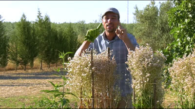 Lettuce seed harvest