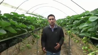 Comparación en el desarrollo de frutos de fresas hidropónicas