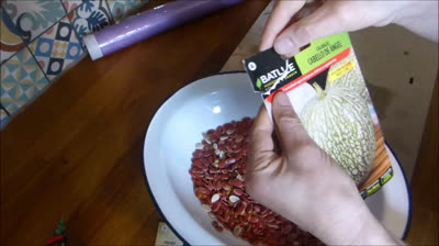 Siembra de calabaza cabello de ángel