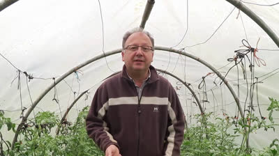 Cómo combatir y prevenir el mildiu y oidio en el tomate