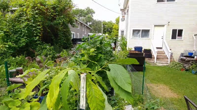Cultivo de maíz en bolsas de tela