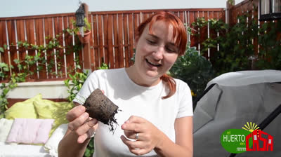 Growing radishes in urban garden