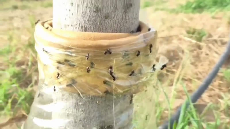 Cómo eliminar hormigas de los árboles frutales de forma ecológica -  TokyVideo