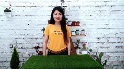 Cómo propagar suculentas con una simple hoja