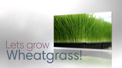 Cómo cultivar el mejor pasto agropiro