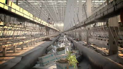 Impresionante cultivo de pimiento en invernadero