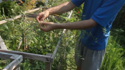How to grow tons of vegetables in a tiny garden