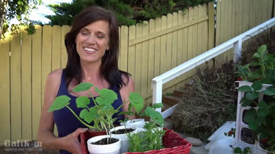 Tips for Success - Growing large vegetables/fruits in containers