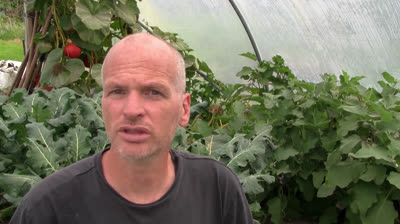 Cómo cultivar brócoli en el huerto con éxito