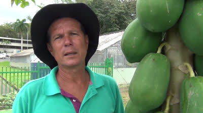 Cultivation of papaya in the garden