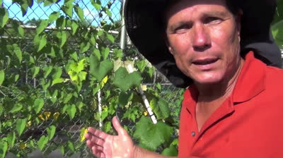 Cultivation of potato in the garden