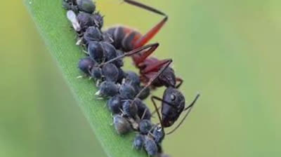 7 Pests that can destroy your plants