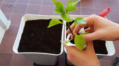 Cómo instalar un sistema de riego automático en nuestro jardín urbano